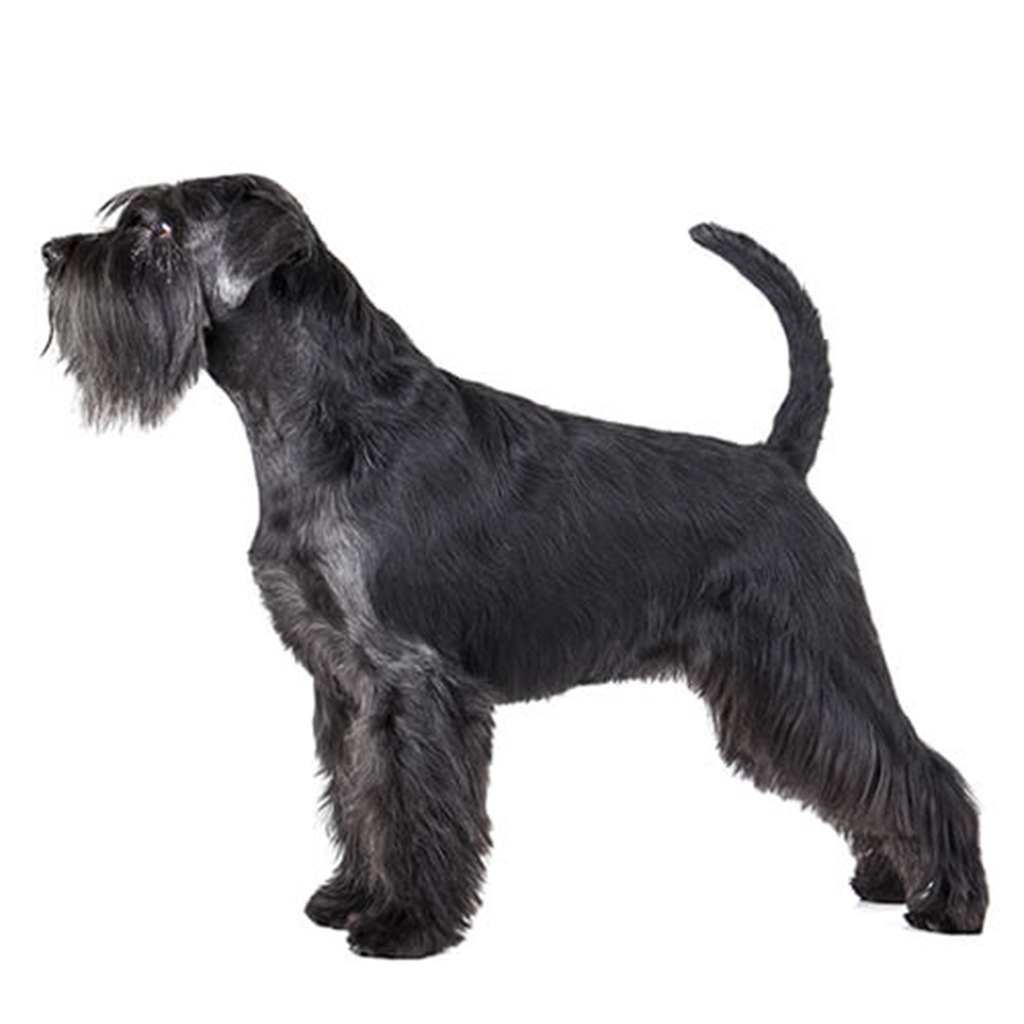 Black schnauzer